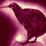 kiwi.png