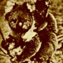 koala.png